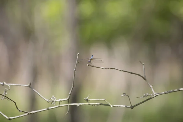 Blaue Bindestrich-Libelle — Stockfoto