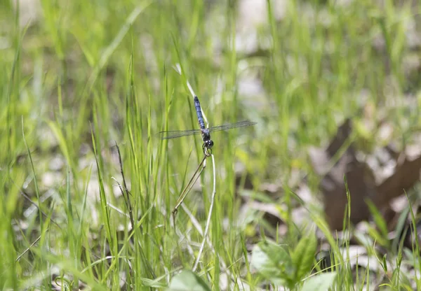 Male Blue Dasher — Stock Photo, Image