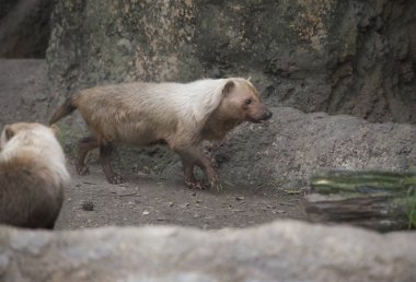 Bush köpek yakın çekim