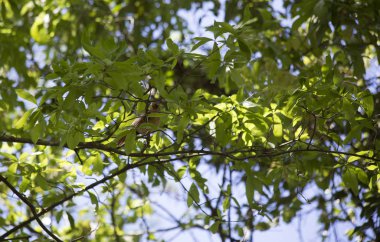 Kardinal bir ağaçta