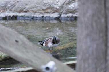 Amerikan Wigeon ördek (Anas americana) 