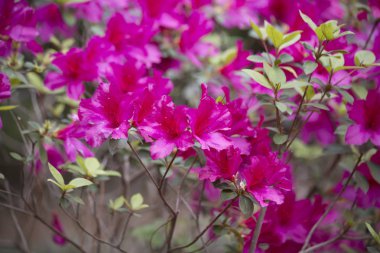 Bir Bush pembe Azaleas