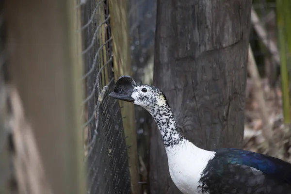 Pato peine (Sarkidiornis melanotos ) —  Fotos de Stock