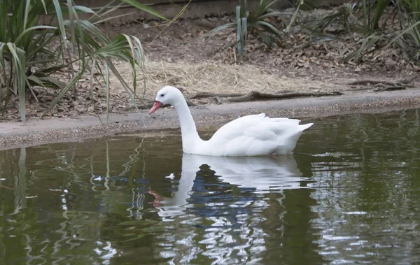 Coscoroba Swan Yüzme — Stok fotoğraf