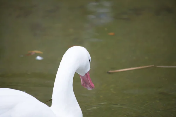 Coscoroba Swan simning — Stockfoto