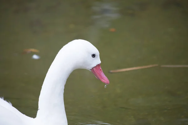 Coscoroba Swan simning — Stockfoto