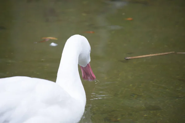 Úszás Coscoroba hattyú — Stock Fotó