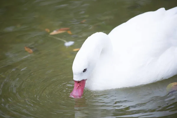 Coscoroba Swan Yüzme — Stok fotoğraf