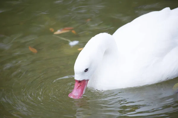 Coscoroba Swan simning — Stockfoto