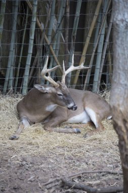 Beyaz kuyruklu geyik buck
