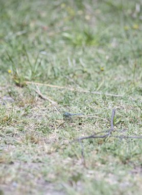 Doğu Pondhawk yusufçuk