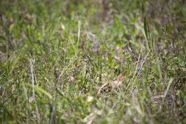 Doğu Pondhawk yusufçuk