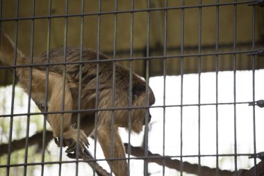 kadın uluyan maymun