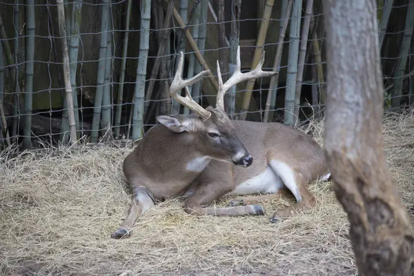 White Tail Deer Buck — Fotografia de Stock