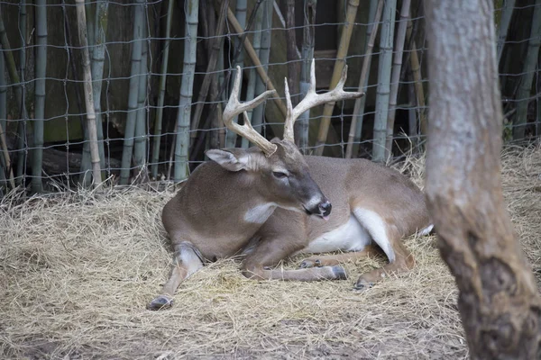 White Tail Deer Buck — Fotografia de Stock