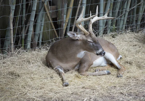 White Tail Deer Buck — Fotografia de Stock