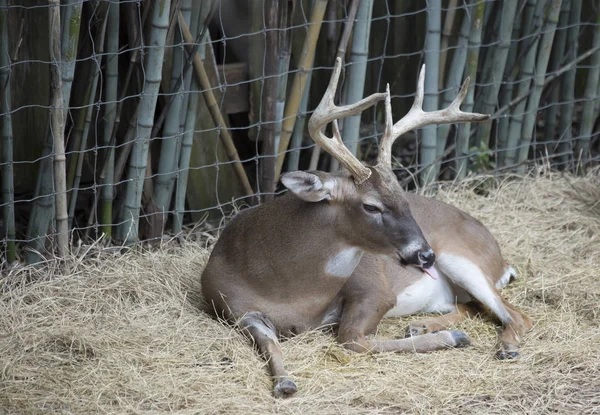 White Tail Deer Buck — Fotografia de Stock