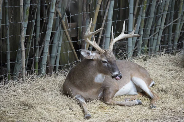 White Tail Deer Buck — Fotografia de Stock