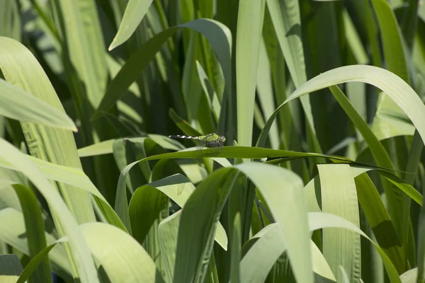 Libélula Pondhawk oriental — Foto de Stock