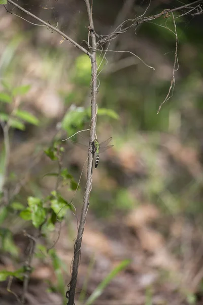 Dragonfly Ανατολική Pondhawk — Φωτογραφία Αρχείου