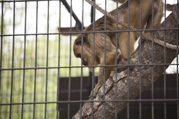 Female Howler Monkey — Stock Photo, Image