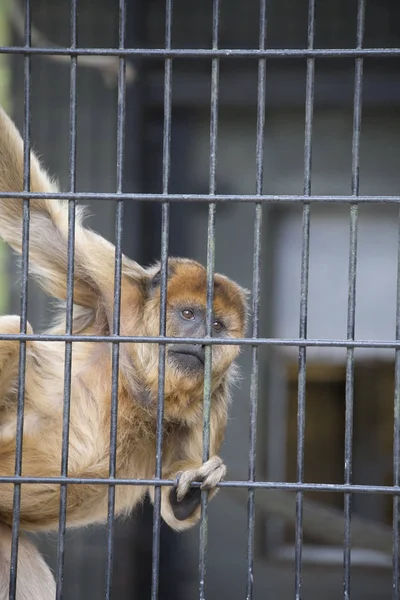 Female Howler Monkey