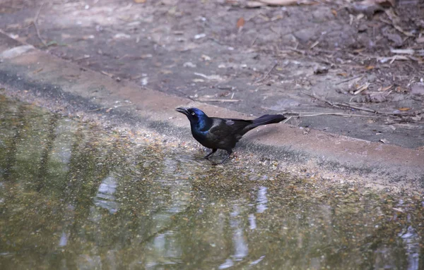 Raquete comum perto da água — Fotografia de Stock