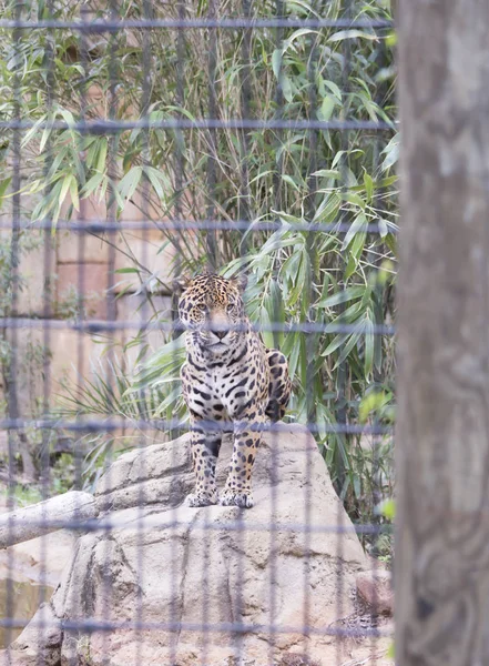 Jaguar (Panthera onca) — Stok fotoğraf