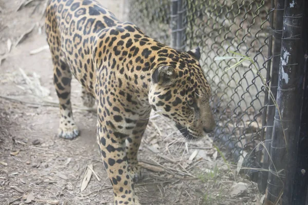 Ιαγουάρος (Panthera onca) — Φωτογραφία Αρχείου