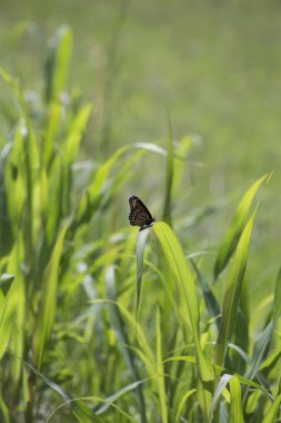 Monarch Kelebek çim