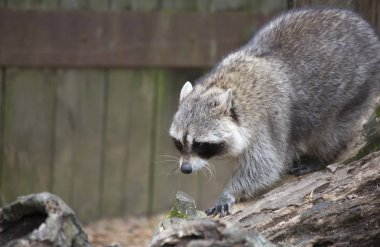 Rakun, yıkama (Procyon lotor ayı)