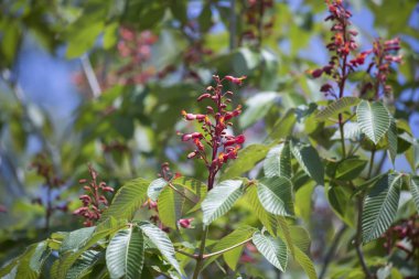 Kırmızı buckeye ağaç
