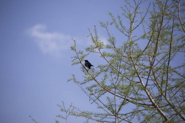 Kırmızı - kanatlı blackbird ağaçta