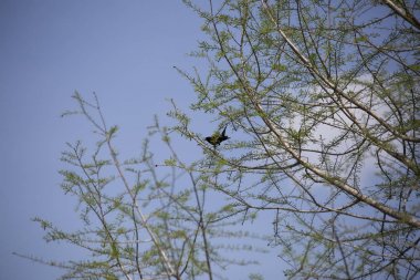 Kırmızı - kanatlı blackbird ağaçta