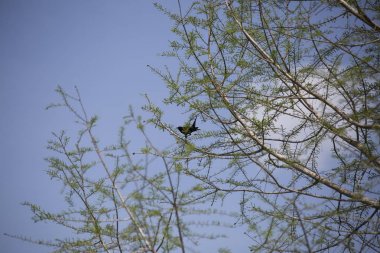 Kırmızı - kanatlı blackbird ağaçta