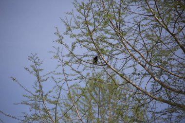 Kırmızı - kanatlı blackbird ağaçta