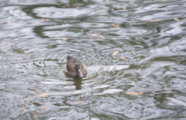 Deniz mavisi ördek halkalı