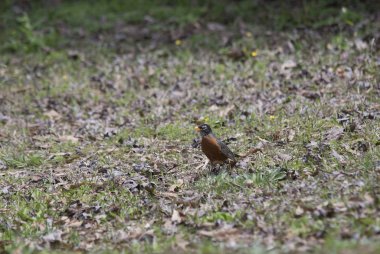 Amerikan Robin Foraging