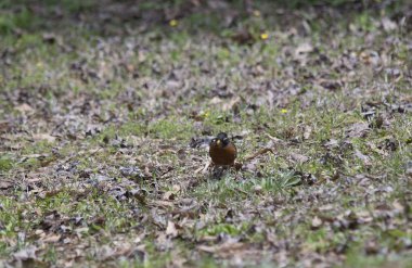Amerikan Robin Foraging
