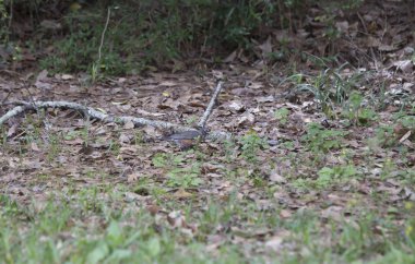 Amerikan Robin Foraging