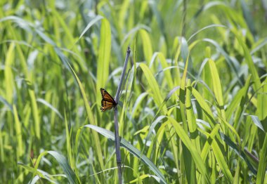Kalın çim Monarch Kelebek