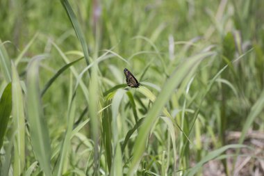 Kalın çim Monarch Kelebek
