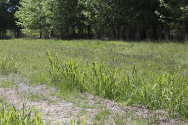 Monarch Kelebek tünemiş