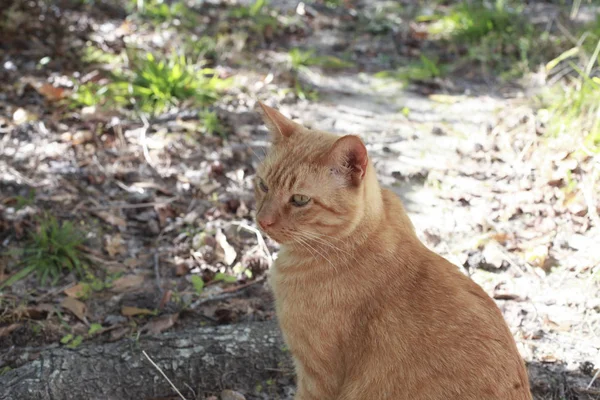 Tabby-Katze draußen — Stockfoto