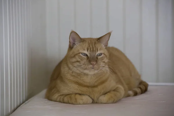 줄무늬 고양이 휴식 — 스톡 사진