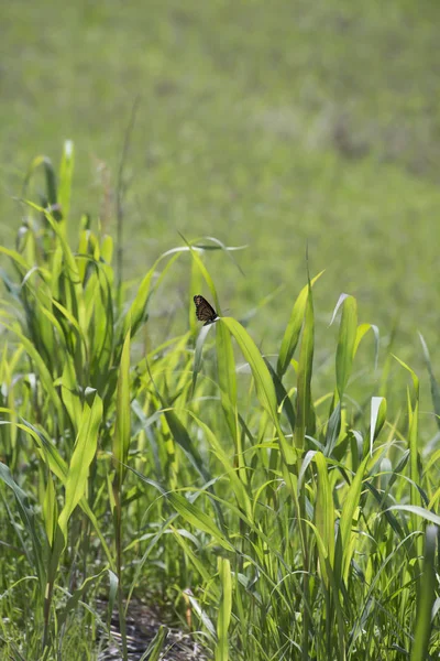 Mariposa monarca en hierba —  Fotos de Stock