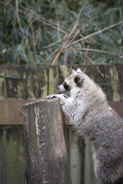 Mýval, mytí Bear (Procyon lotor) — Stock fotografie