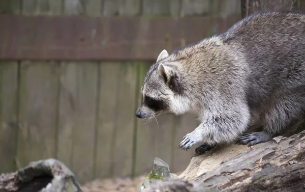 Mýval, mytí Bear (Procyon lotor) — Stock fotografie