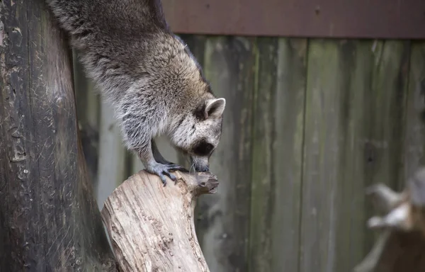 Raccoon, Washing Bear (Procyon lotor) — Stock Photo, Image