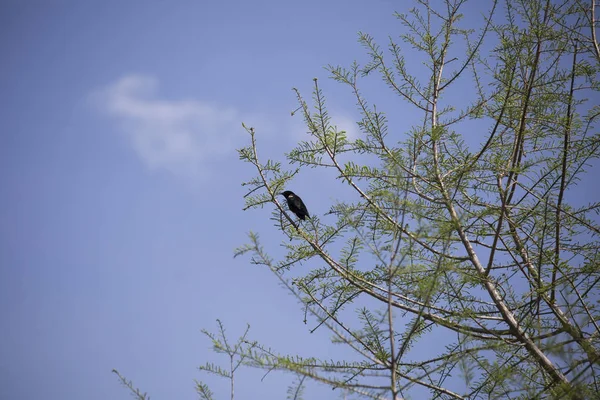 Quiscale à ailes rouges dans un arbre — Photo